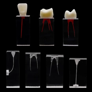 7 Pcs Dentais Do Canal De Raiz De Bloco De Prática De Ensino Modelo De Endodontia Da Formação De Blocos De Odontologia De Educação De Demonstração